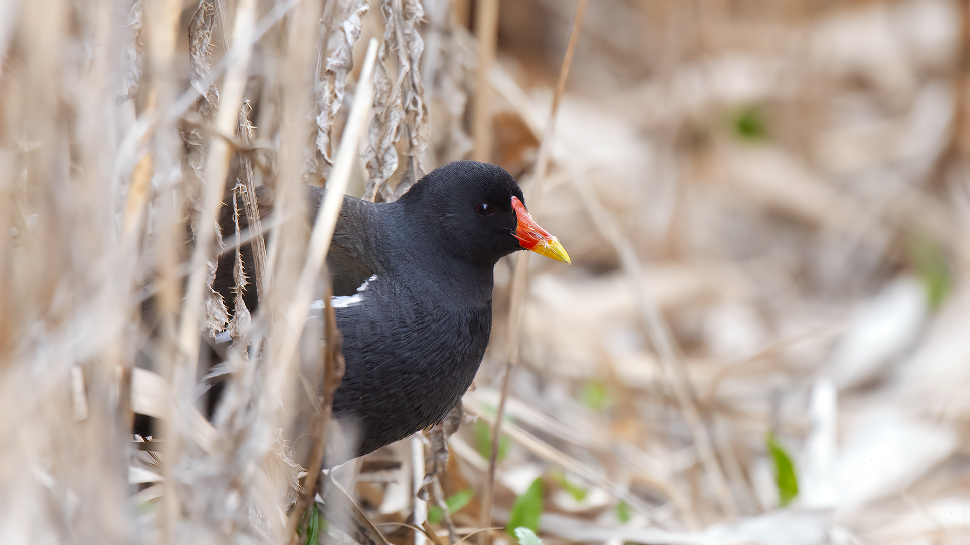 Eurasian Moorhen — Ana fotoğraf